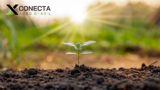 Agricultura Regenerativa: Restaurando o Solo e o Meio Ambiente