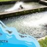 Criação de Peixes em Pequenas Propriedades: Dicas e Benefícios