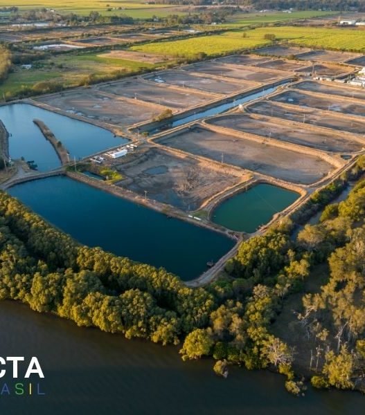 5 Dicas de Manejo para Melhorar a Saúde dos Peixes