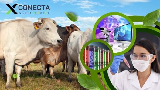 Genética Bovina: Melhoramento e Seleção de Rebanhos de Alta Performance
