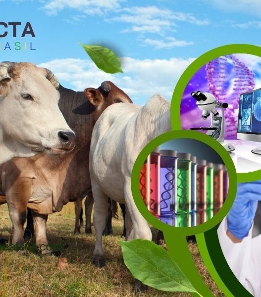 Genética Bovina: Melhoramento e Seleção de Rebanhos de Alta Performance