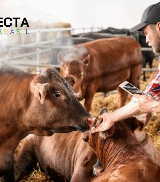 A Importância do Bem-Estar Animal na Pecuária Moderna