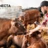 A Importância do Bem-Estar Animal na Pecuária Moderna