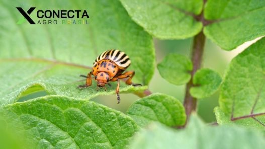 Manejo Integrado de Pragas: Como Proteger Suas Culturas