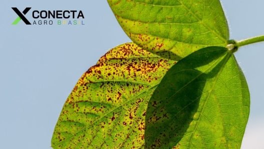 Ferrugem Asiática na Soja: Como Proteger Sua Lavoura de Perdas