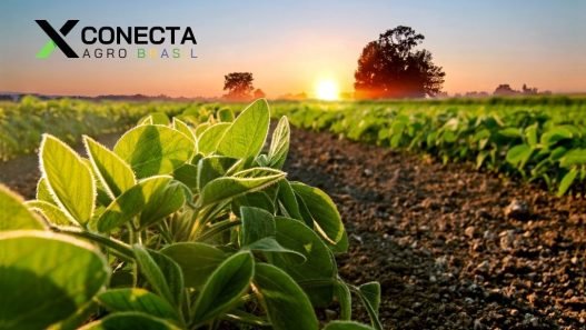 A Nova Era da Soja Brasileira: Expectativas para 2025