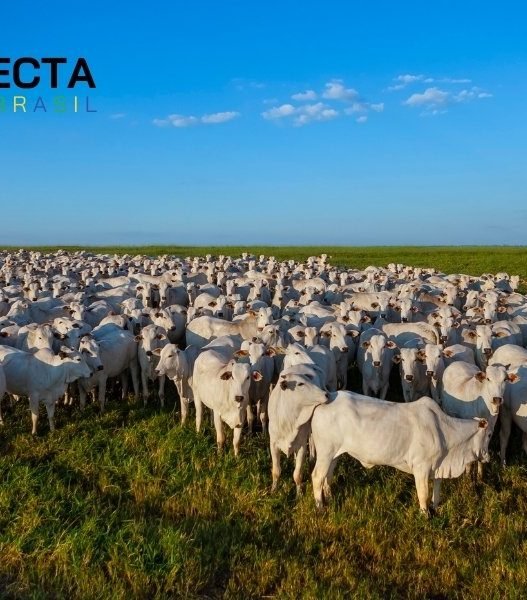 Pecuária de Corte: Inovações na Criação de Gado