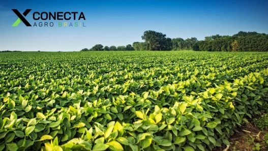 Produção Agroindustrial Registra Alta de 2,2% em 2024