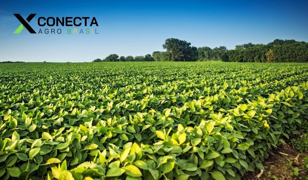 Produção Agroindustrial Registra Alta de 2,2% em 2024