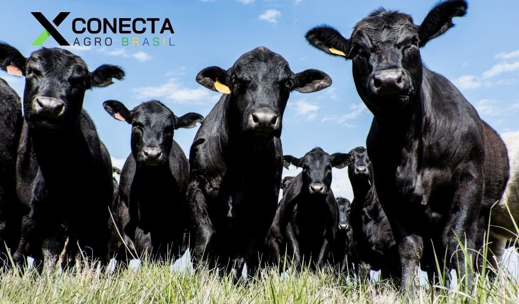 Crescimento da Produção de Carne de Angus Atinge 26%