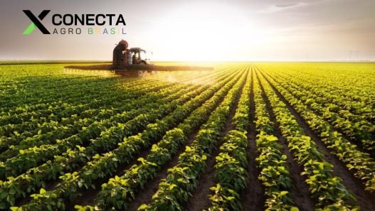 O Paraná Como Líder na Produção de Feijão no Brasil