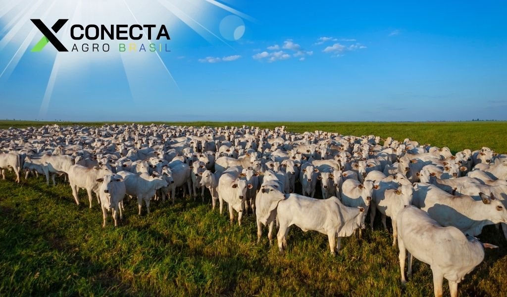 Mato Grosso Tem o Maior Rebanho Bovino do Brasil