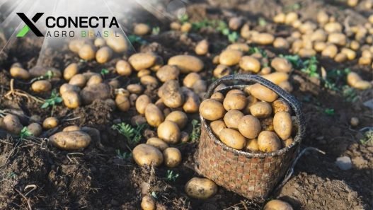 Preço da batata sobe devido a problemas na colheita causados pelas chuvas
