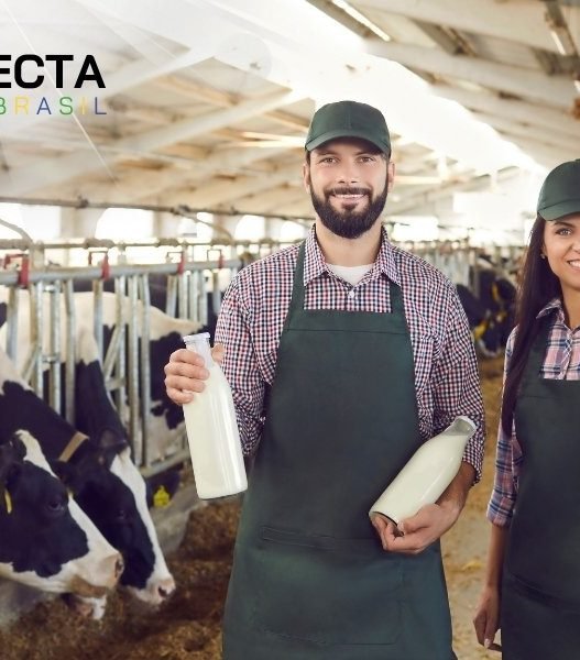 Os 10 Maiores Produtores de Leite do Brasil
