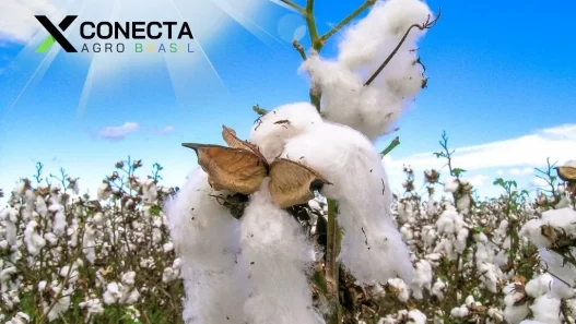 Do Campo à Moda: O Algodão Brasileiro em Alta