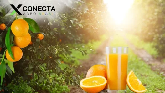 Sabor que Brota da Terra: O Brasil Líder na Exportação de Suco de Laranja