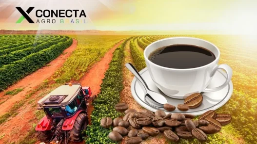 Café Raiz: Conectando o Campo à Xícara
