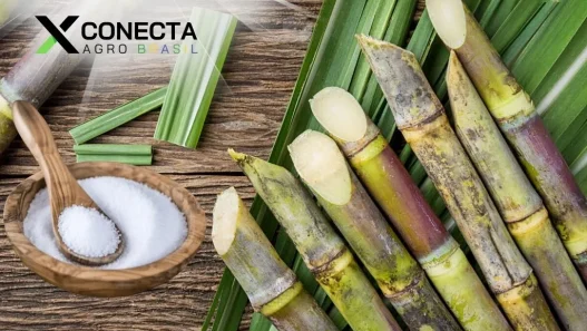Doce Riqueza: O Açúcar no Coração do Agro Brasileiro