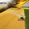 Grãos de Ouro: O Poder da Soja, Milho e Trigo