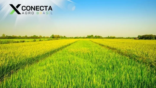 O Maior Produtor de Arroz do Brasil: Liderando a Colheita