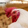 Frangos em alta: O voo recorde da avicultura brasileira
