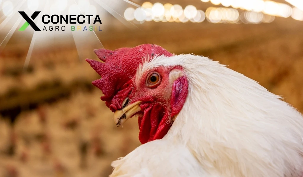 Frangos em alta: O voo recorde da avicultura brasileira