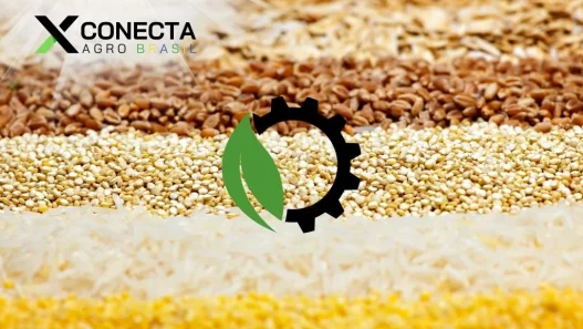 Sementes do Futuro: Resistindo à Seca no Campo