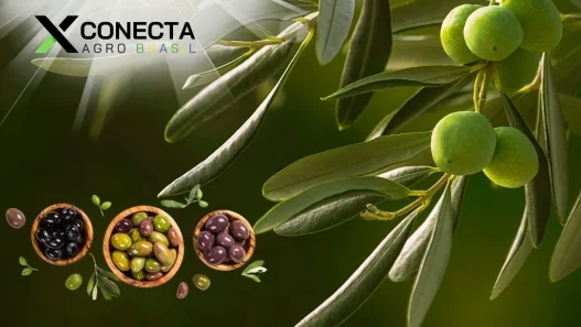 Azeitona Made in Brazil: O Ouro Verde que Conquista o Mundo