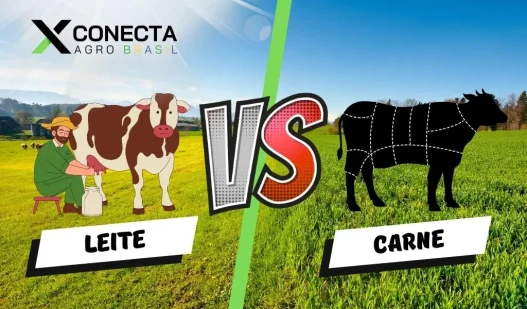 Leite ou Carne? Qual Investimento Vale Mais na Sua Fazenda