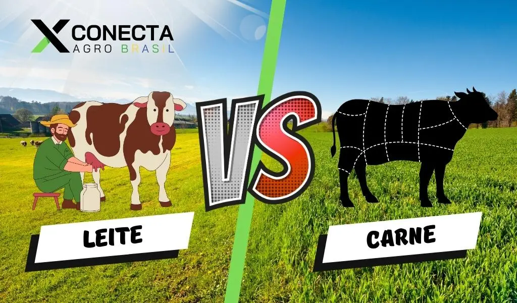 Leite ou Carne? Qual Investimento Vale Mais na Sua Fazenda