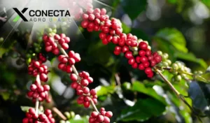 10 Fatos Surpreendentes Sobre o Café!