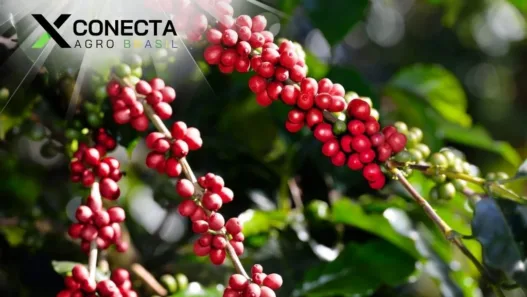 10 Fatos Surpreendentes Sobre o Café!