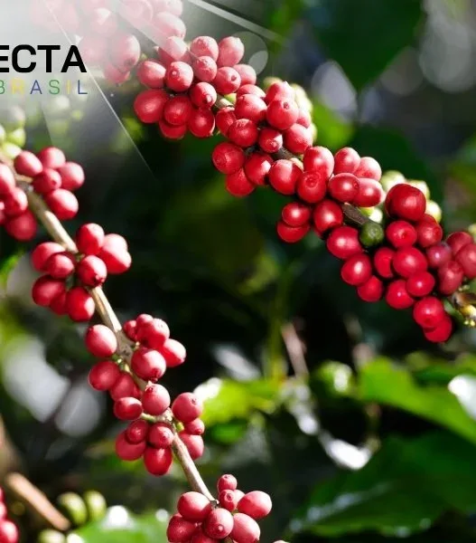 10 Fatos Surpreendentes Sobre o Café!