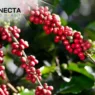 10 Fatos Surpreendentes Sobre o Café!