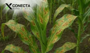 Manchas em plantações de milho: como identificar e tratar