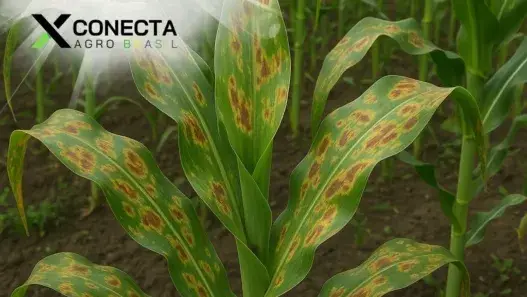 Manchas em plantações de milho: como identificar e tratar