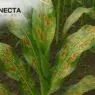 Manchas em plantações de milho: como identificar e tratar