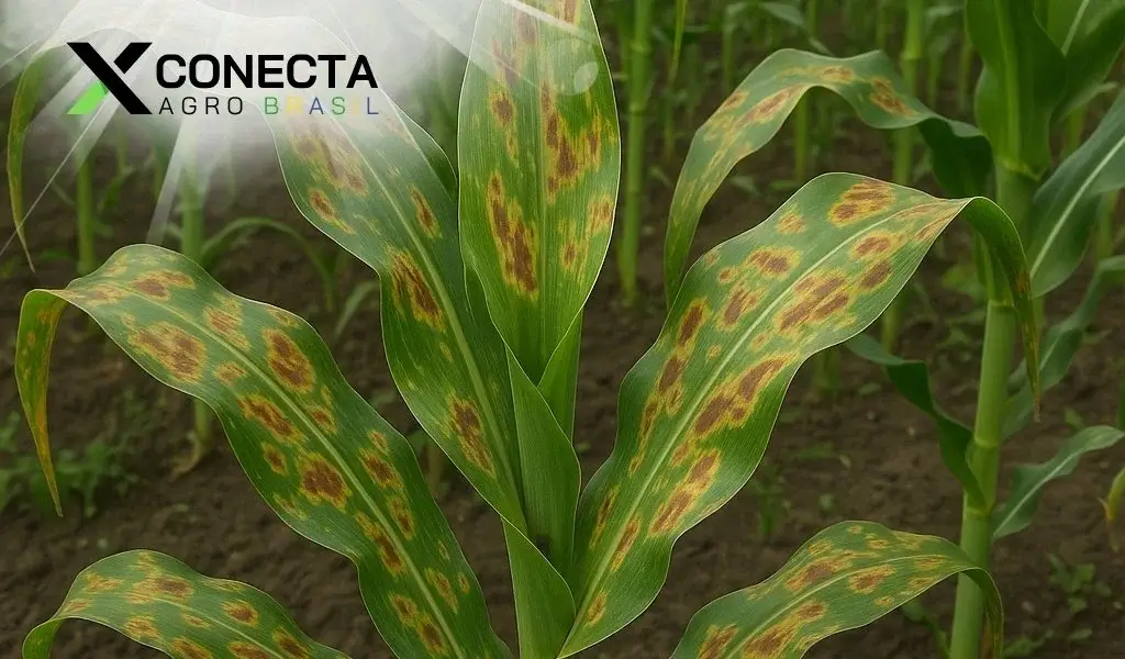 Manchas em plantações de milho: como identificar e tratar