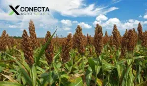 Tudo Sobre o Sorgo: Saiba o que é e Para que Serve