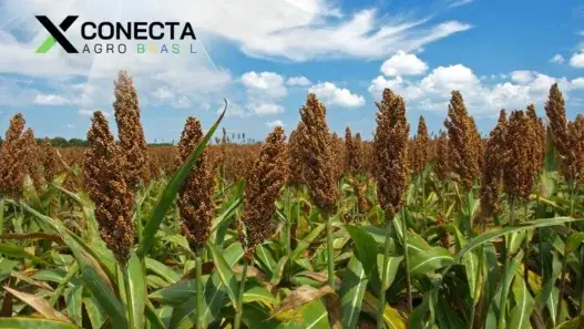 Tudo Sobre o Sorgo: Saiba o que é e Para que Serve