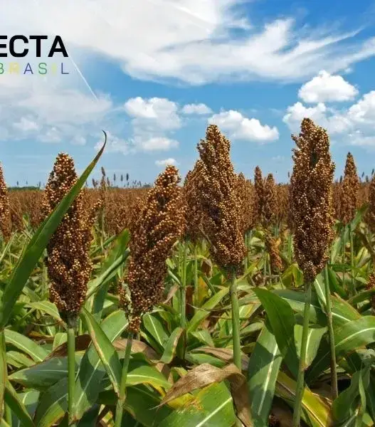 Tudo Sobre o Sorgo: Saiba o que é e Para que Serve