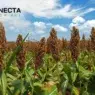 Tudo Sobre o Sorgo: Saiba o que é e Para que Serve