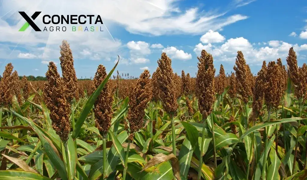 Tudo Sobre o Sorgo: Saiba o que é e Para que Serve Tudo Sobre o Sorgo: Saiba o que é e Para que Serve