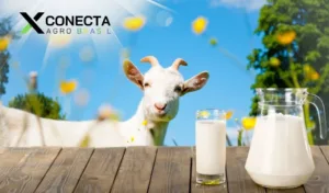 Caprinocultura: Por que o Leite de Cabra Está em Alta?