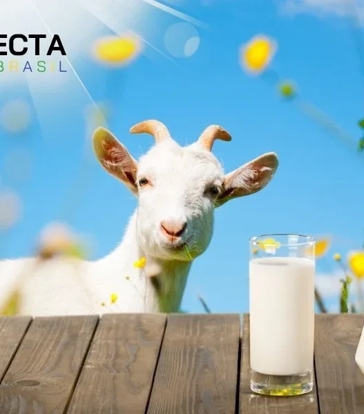Caprinocultura: Por que o Leite de Cabra Está em Alta?