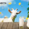 Caprinocultura: Por que o Leite de Cabra Está em Alta?