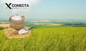 Rio Grande do Sul Domina a Produção de Aveia Branca no Brasil