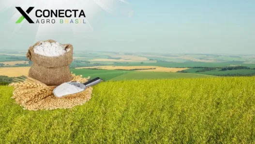 Rio Grande do Sul Domina a Produção de Aveia Branca no Brasil