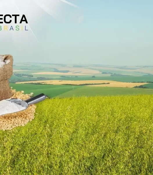 Rio Grande do Sul Domina a Produção de Aveia Branca no Brasil