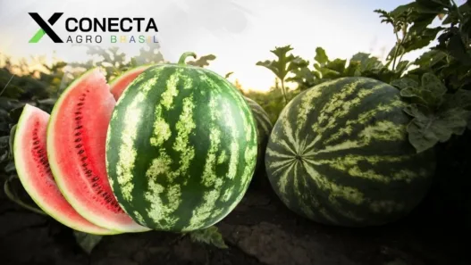 A Fruta do Verão: Como Nordeste e Sul Abastecem o Brasil com Melancia